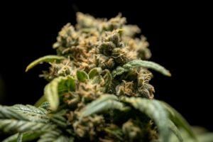 CBD Cannabis und die Wirkung beim Sex
